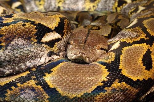 国产宠物蛇成体视频,探寻神秘蛇类世界的魅力瞬间