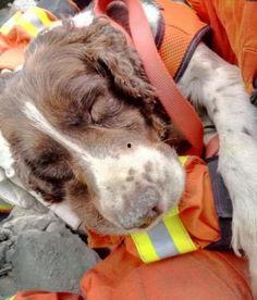 国产搜救犬品种视频,忠诚守护，生命至上