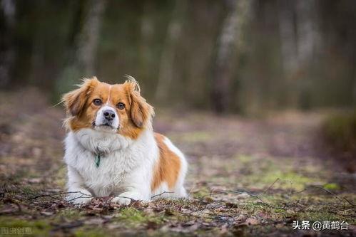 哪些狗是国产的啊图片视频,探寻我国本土狗狗的魅力